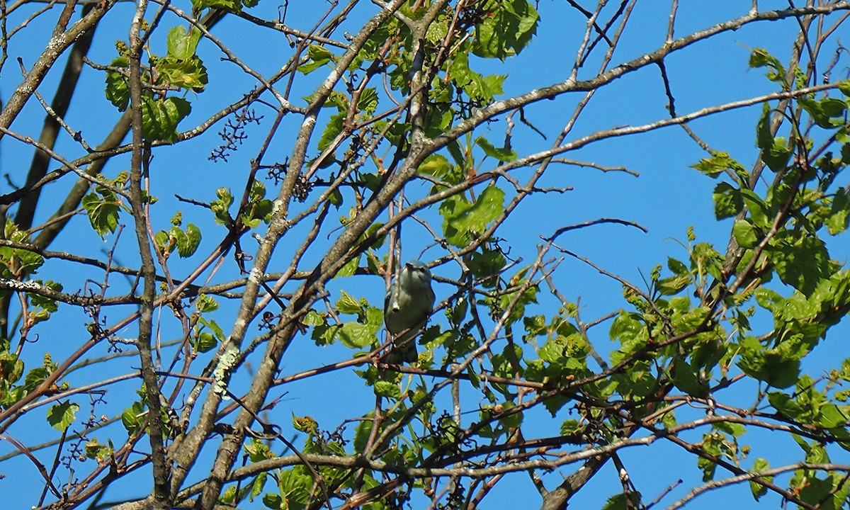 Cerulean Warbler - ML637746226