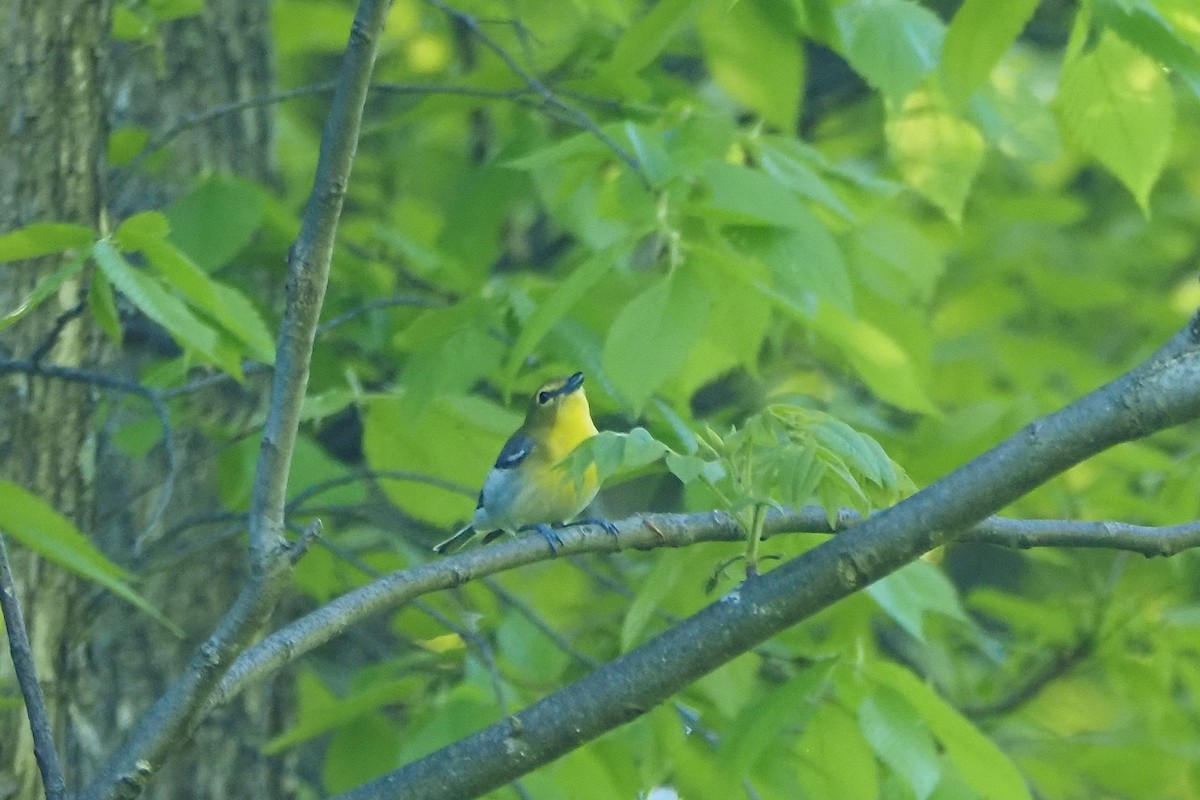 Yellow-throated Vireo - ML637746246