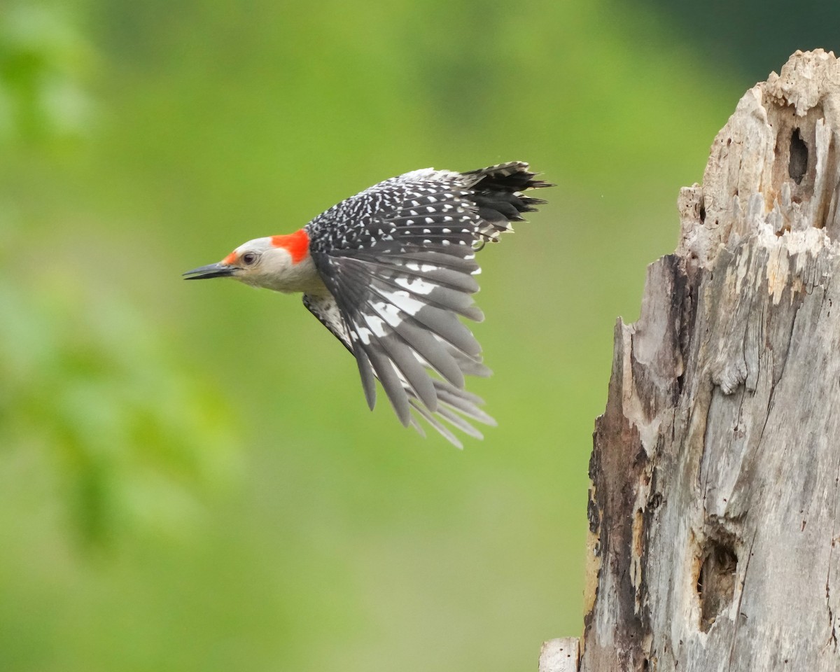 Red-bellied Woodpecker - ML637746256