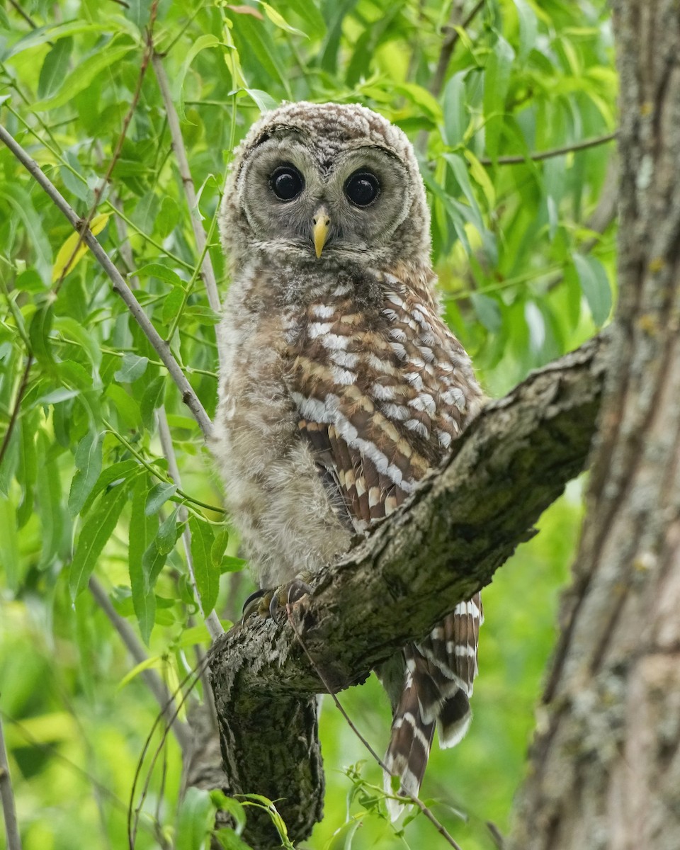 Barred Owl - ML637746284