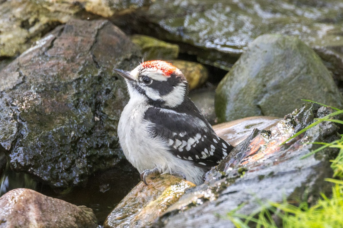 Downy Woodpecker - ML637746314