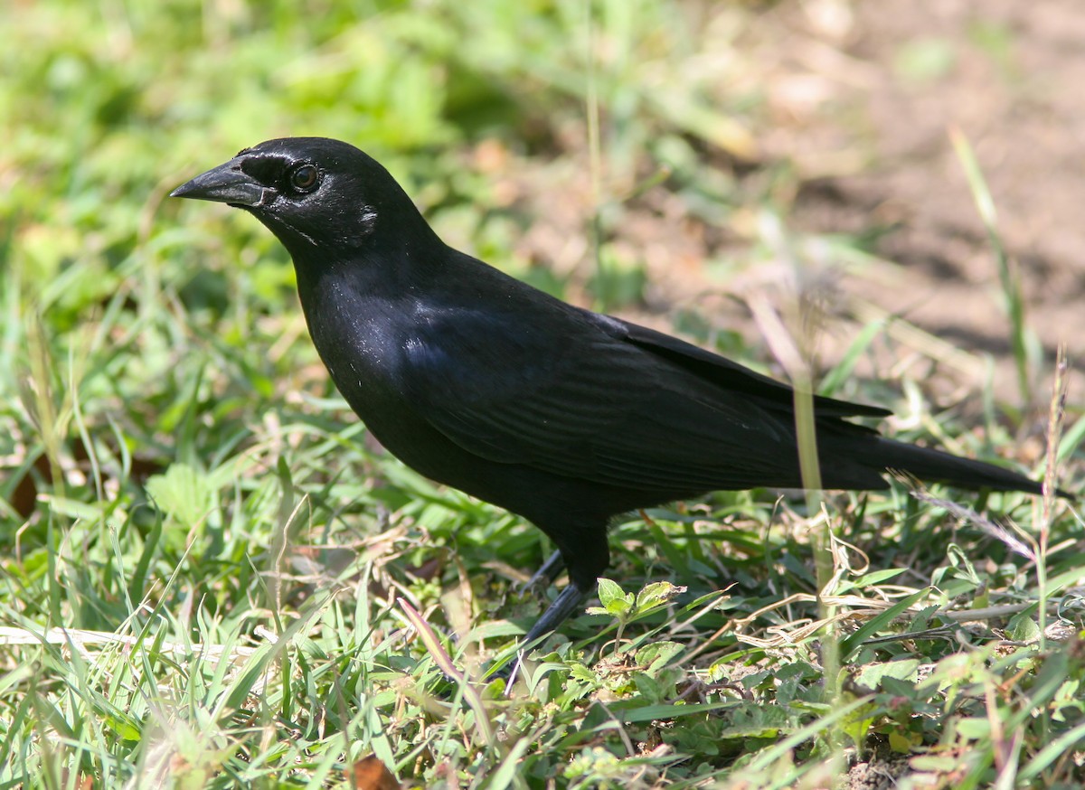 Cuban Blackbird - ML637746321
