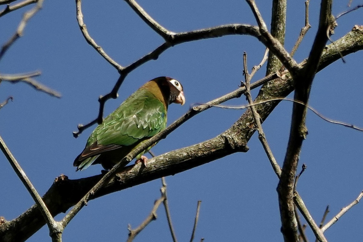 Brown-hooded Parrot - ML637746330
