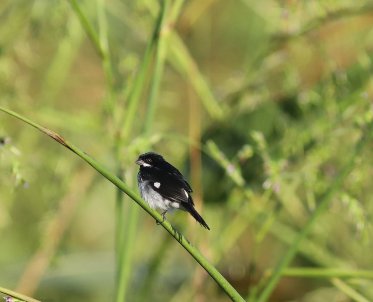 Lesson's Seedeater - ML637746356