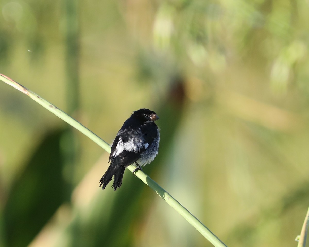 Lesson's Seedeater - ML637746357