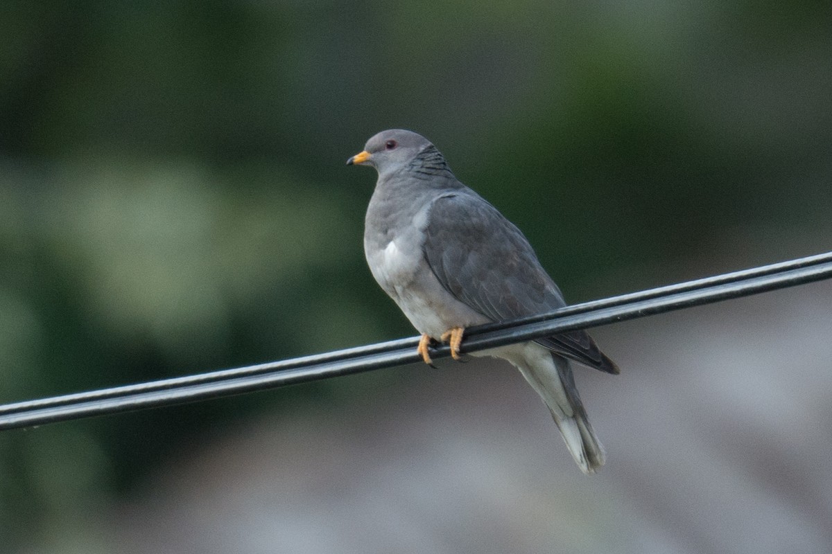 Band-tailed Pigeon - ML63774641