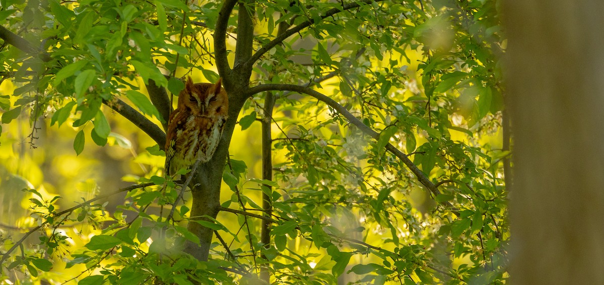 Eastern Screech-Owl - ML637746452