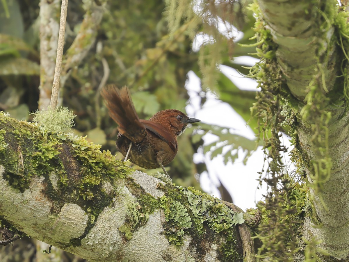 Stripe-breasted Spinetail - ML637746504