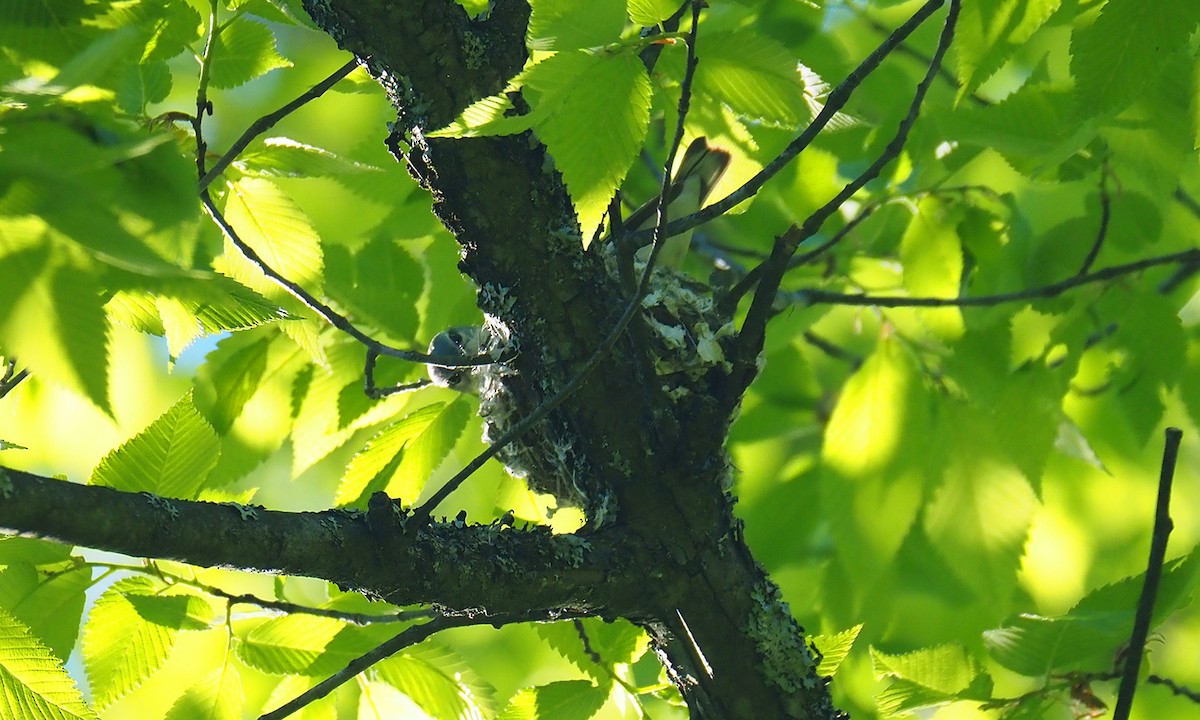 Cerulean Warbler - ML637746553