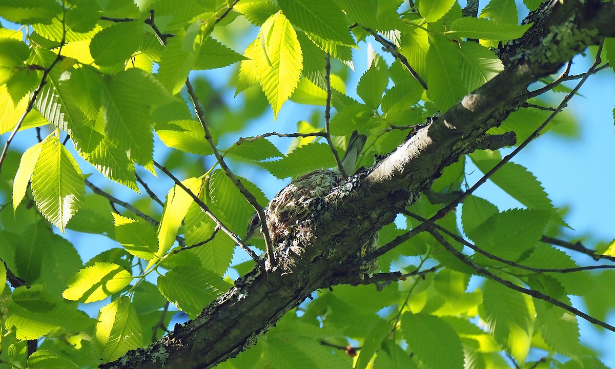 Cerulean Warbler - ML637746555