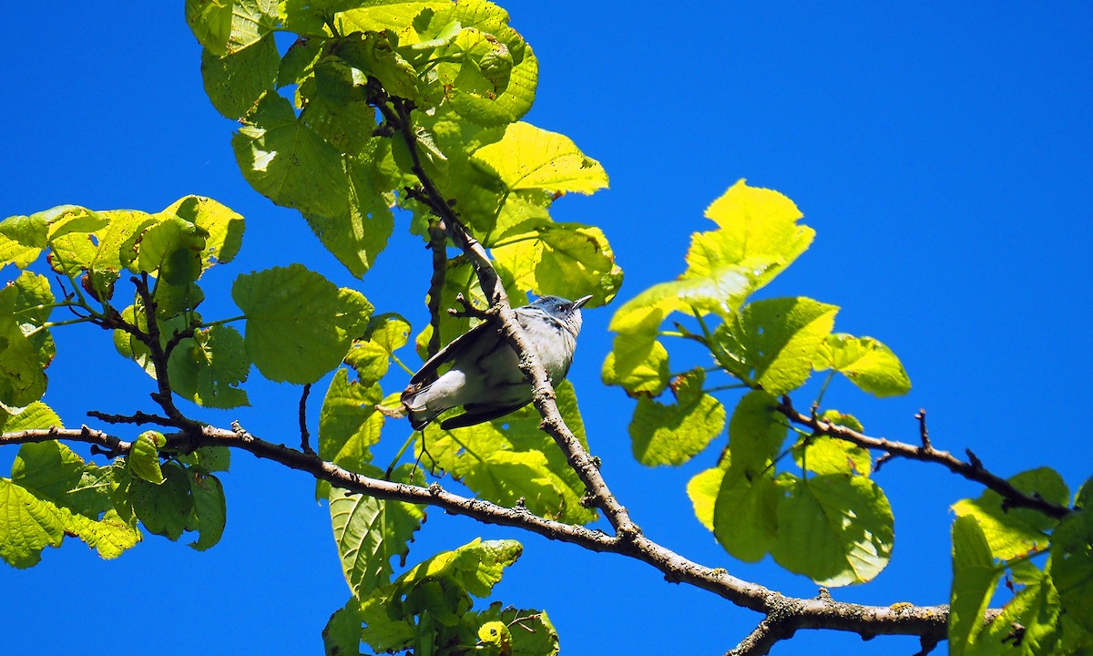 Cerulean Warbler - ML637746556
