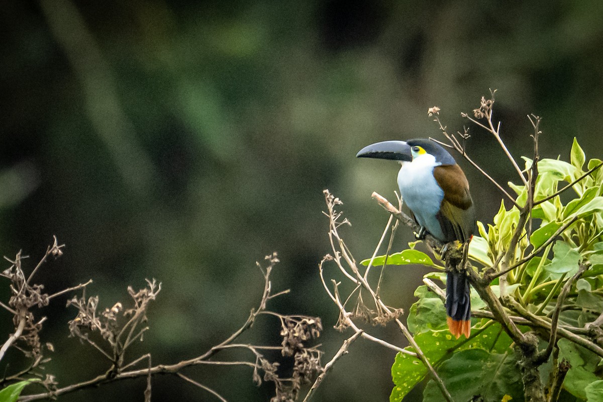 Black-billed Mountain-Toucan - ML637746579