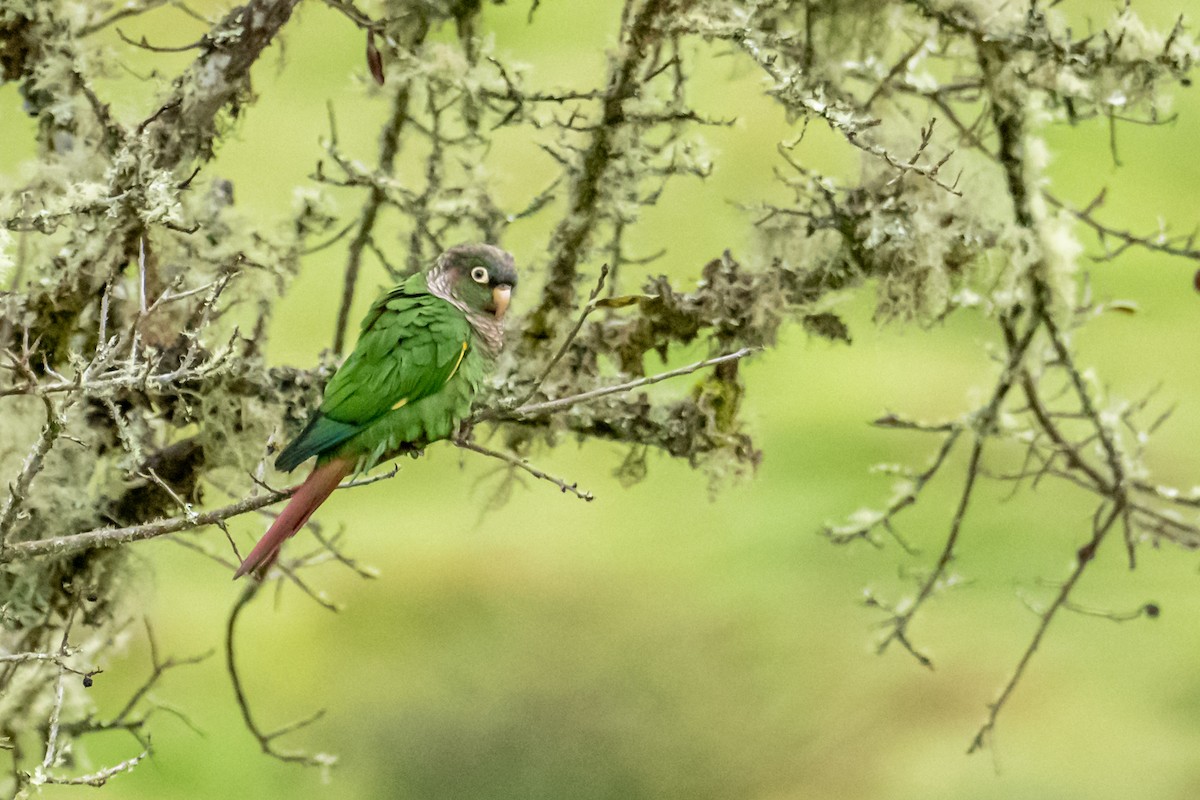 Brown-breasted Parakeet - ML637746595