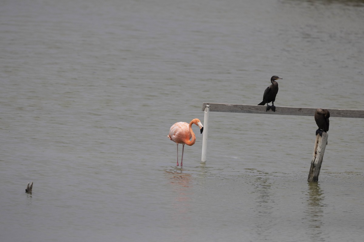 American Flamingo - ML637746618