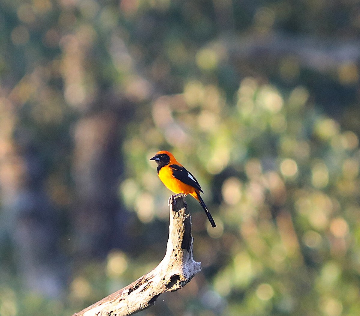 Orange-backed Troupial - ML637746647