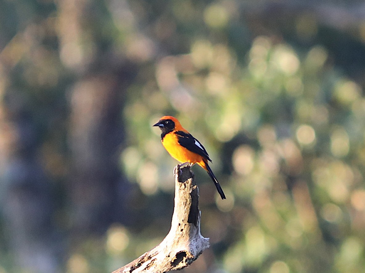 Orange-backed Troupial - ML637746648