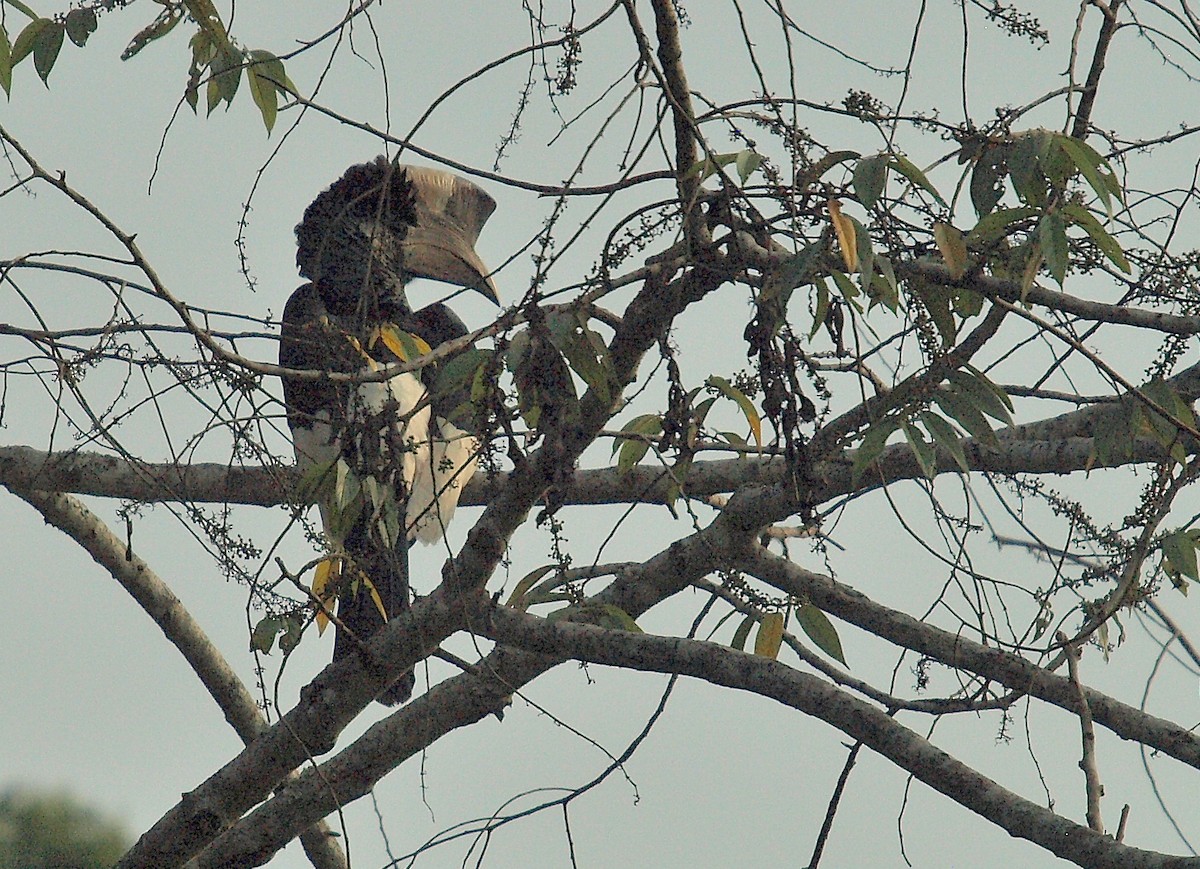 Grauwangen-Hornvogel - ML637746798