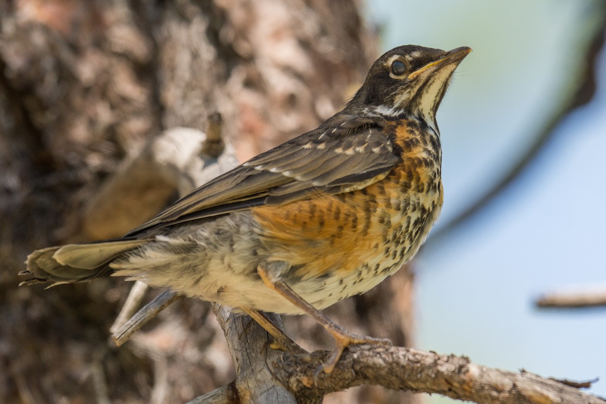 American Robin - ML63774681