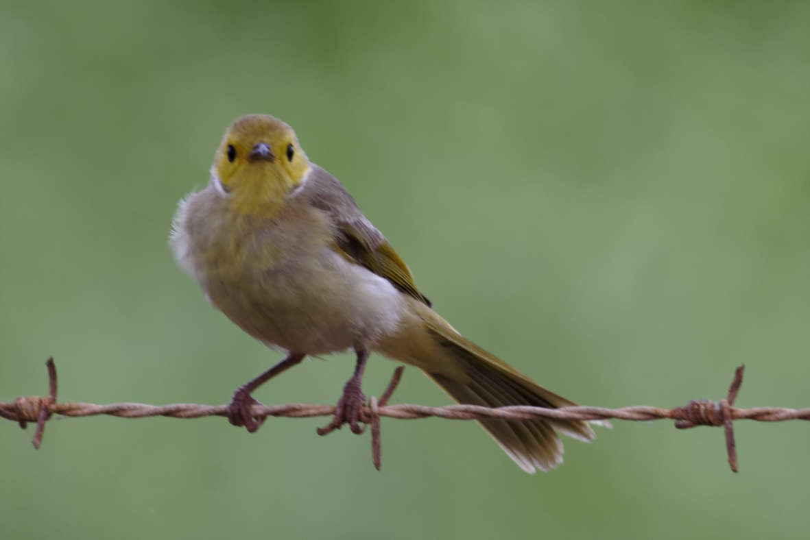 White-plumed Honeyeater - ML637746895