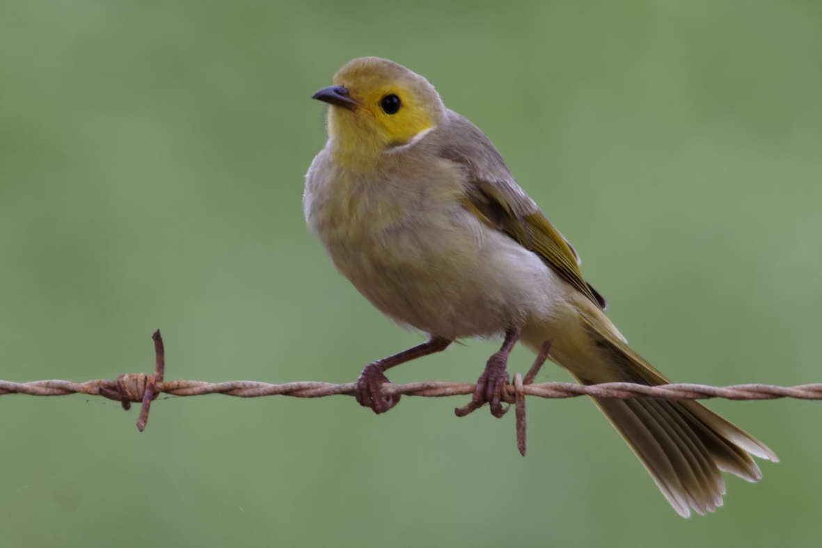 White-plumed Honeyeater - ML637746896