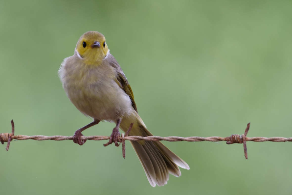 White-plumed Honeyeater - ML637746897