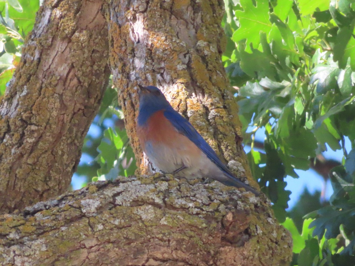 Western Bluebird - ML637746901