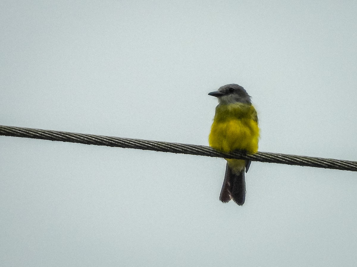 Tropical Kingbird - ML637746908