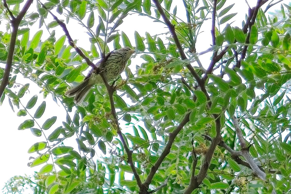 Rose-breasted Grosbeak - ML637746922