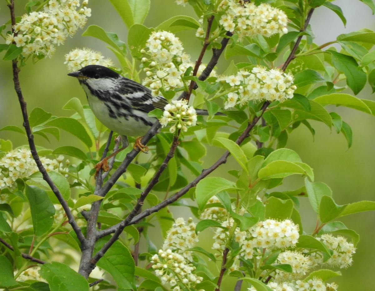 Blackpoll Warbler - ML637746991