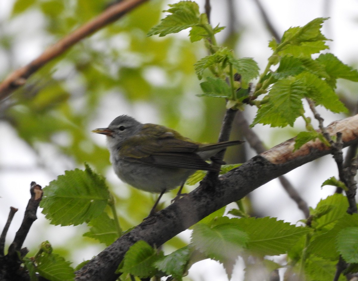 Tennessee Warbler - ML637747030