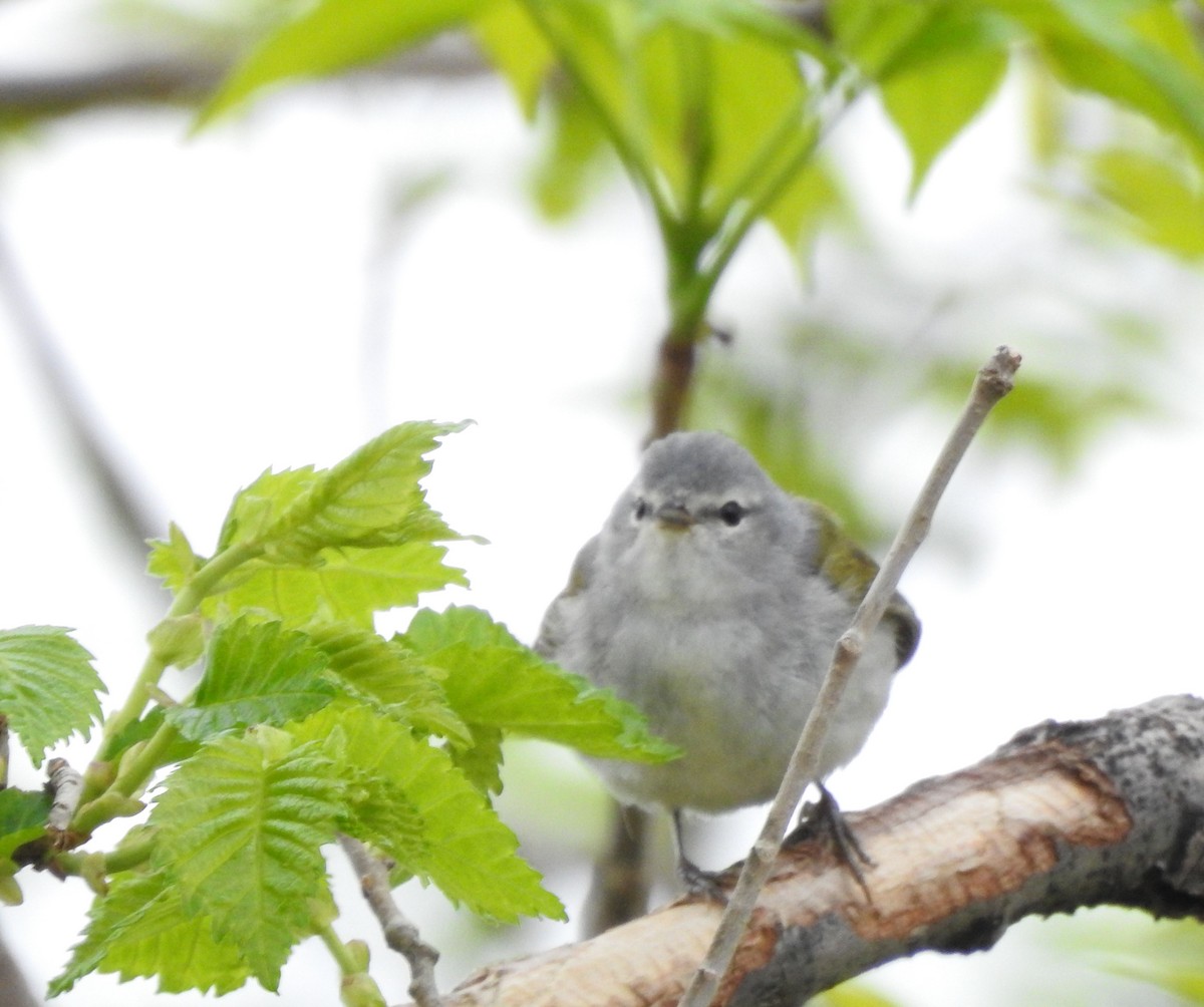 Tennessee Warbler - ML637747047