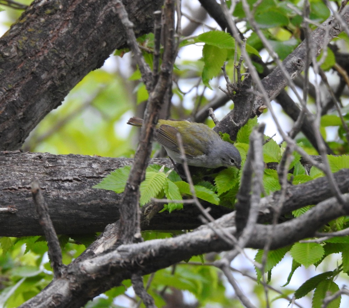 Tennessee Warbler - ML637747048