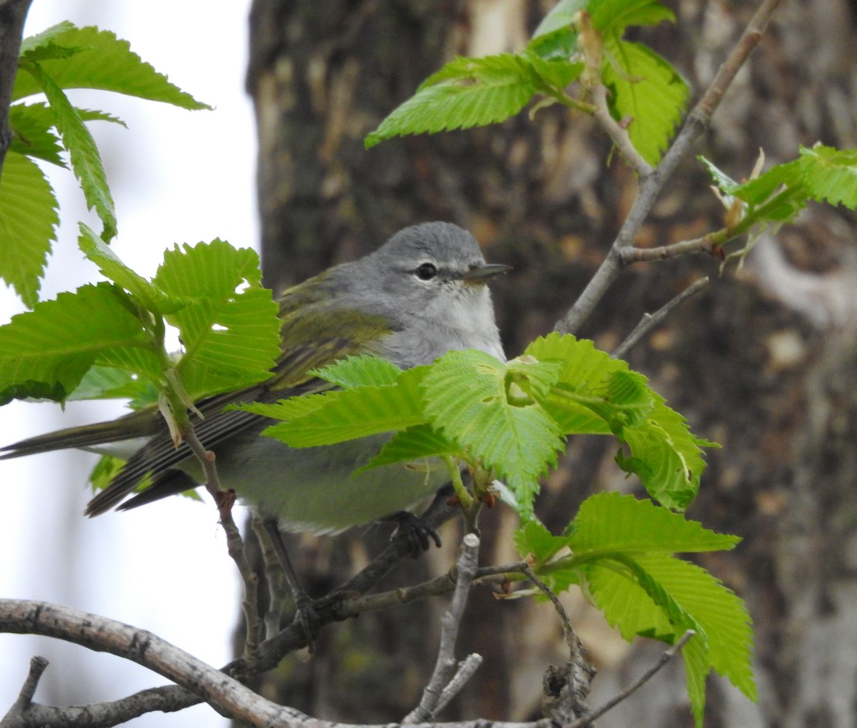 Tennessee Warbler - ML637747049