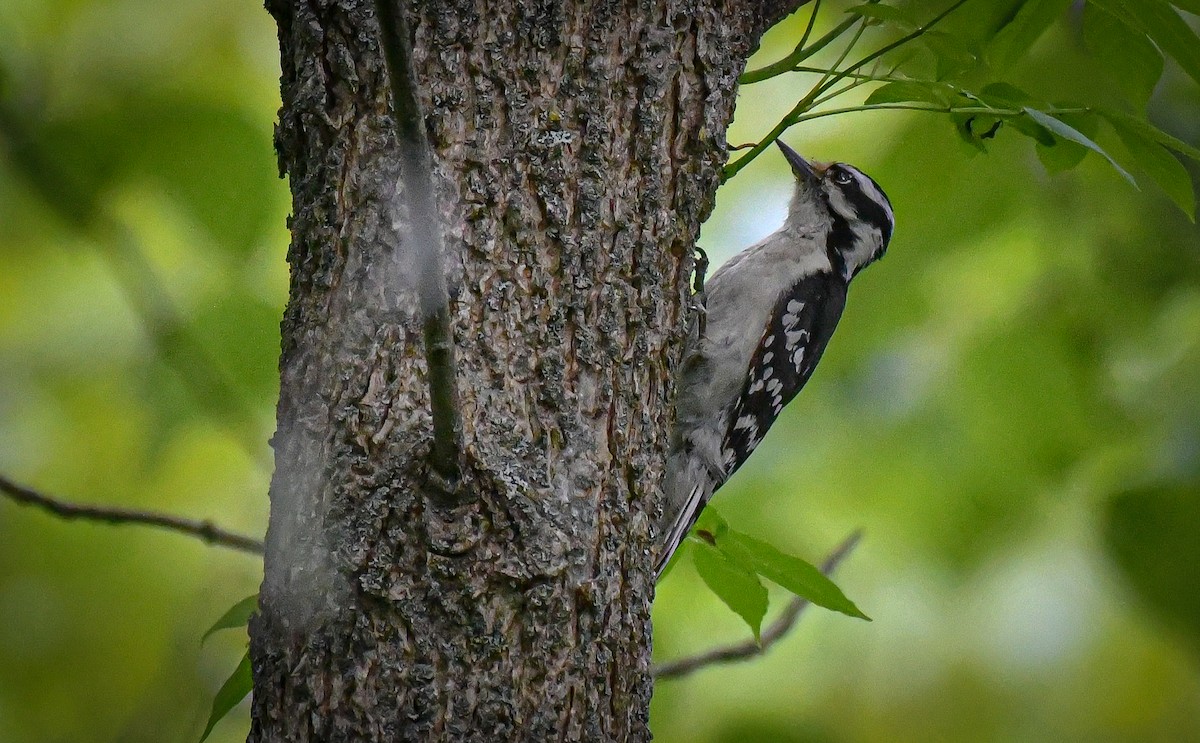 Downy Woodpecker - ML637747102