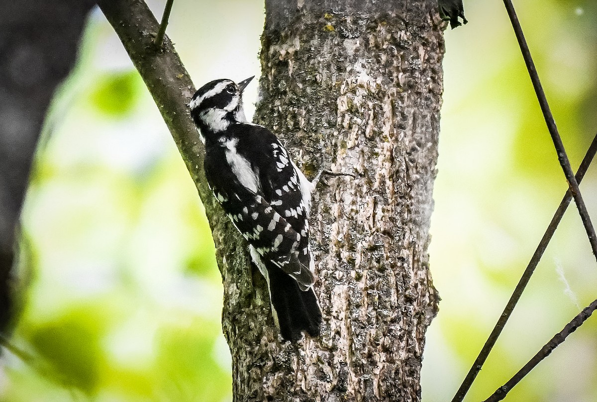 Downy Woodpecker - ML637747103