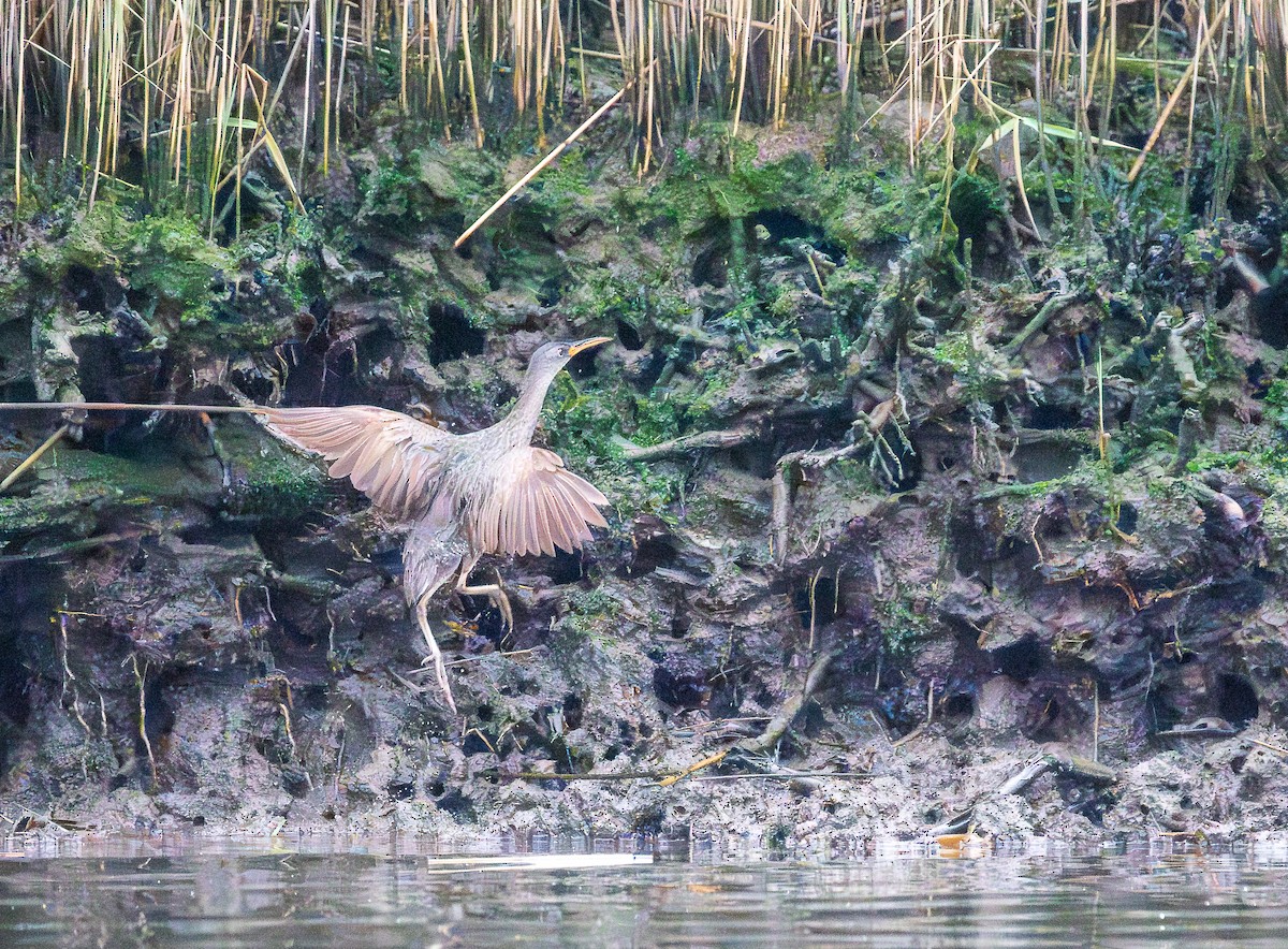 Clapper Rail - ML637747119