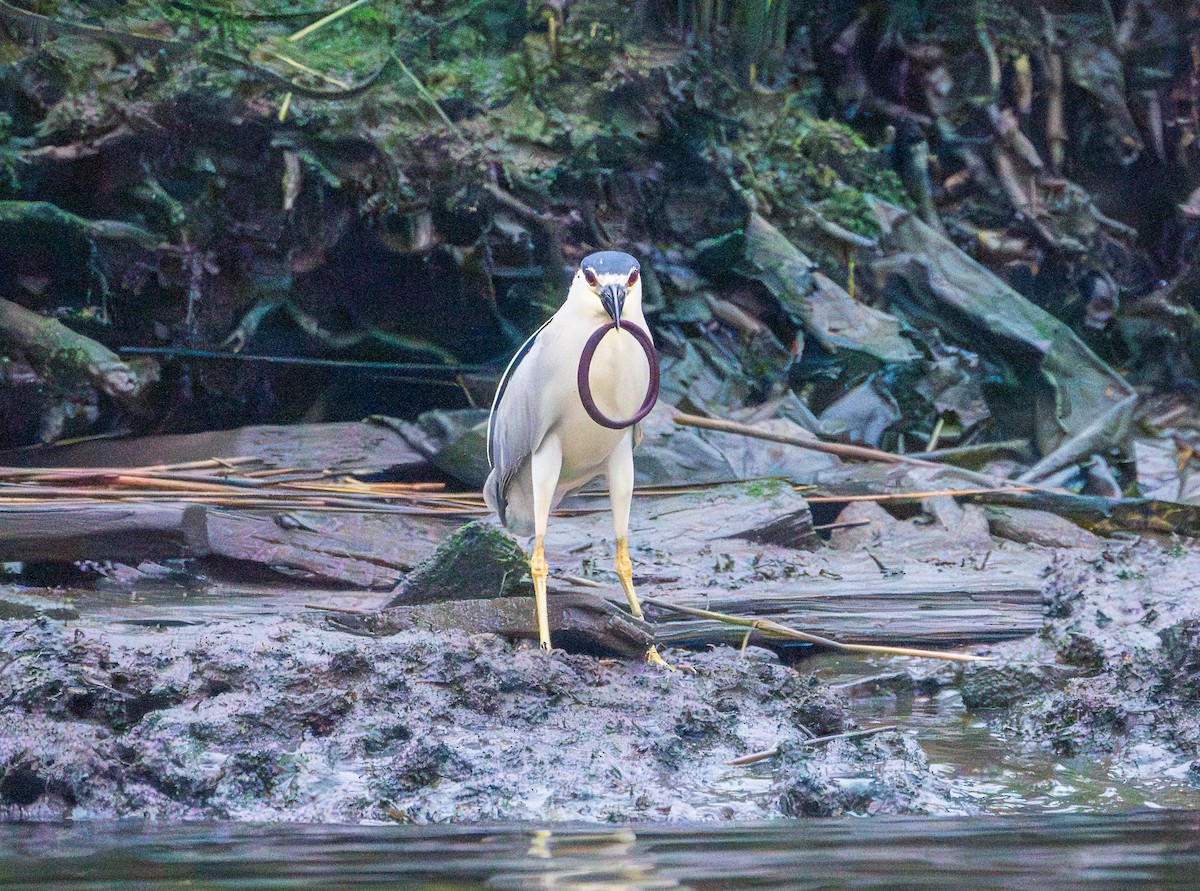 Black-crowned Night Heron - ML637747131