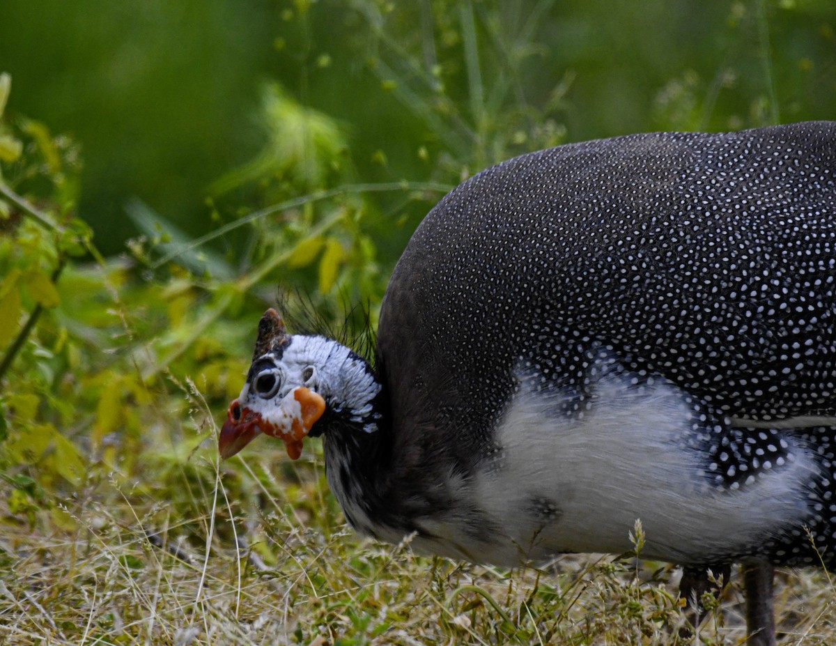Helmeted Guineafowl (Domestic type) - ML637747144