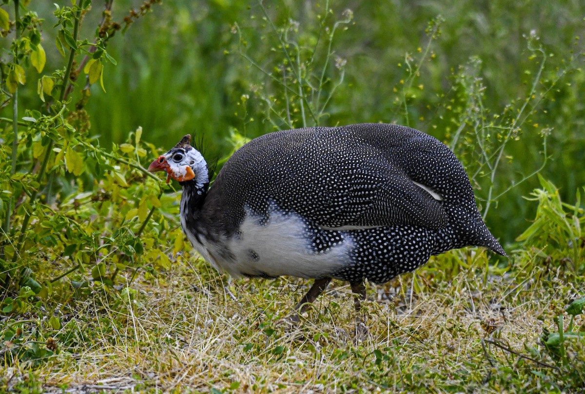 Helmeted Guineafowl (Domestic type) - ML637747145