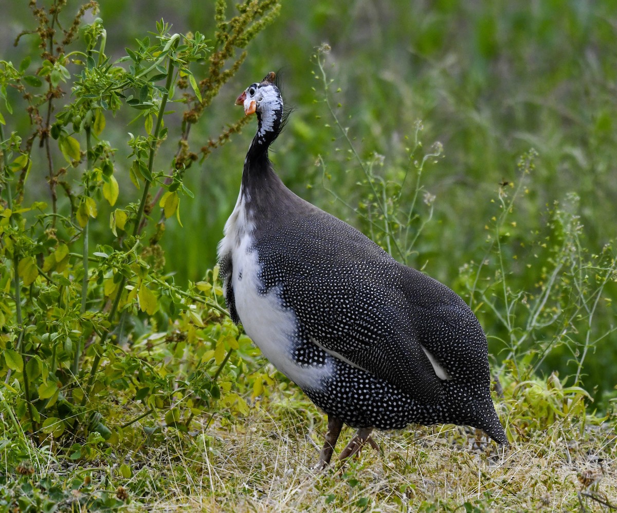 Helmeted Guineafowl (Domestic type) - ML637747146