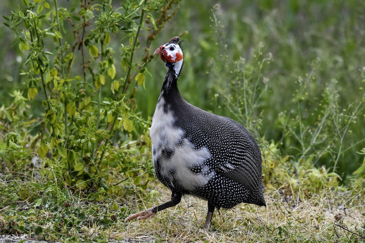 Helmeted Guineafowl (Domestic type) - ML637747147