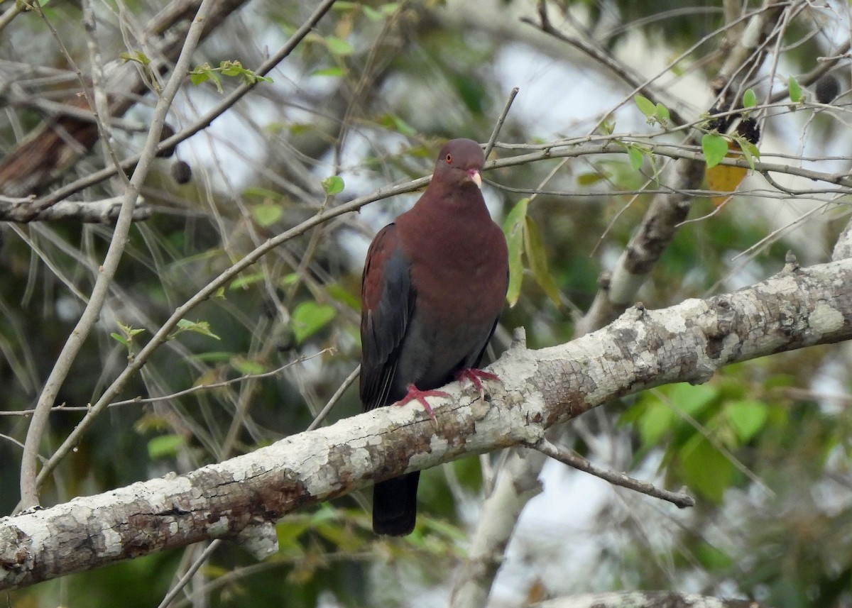 Pigeon à bec rouge - ML637747148