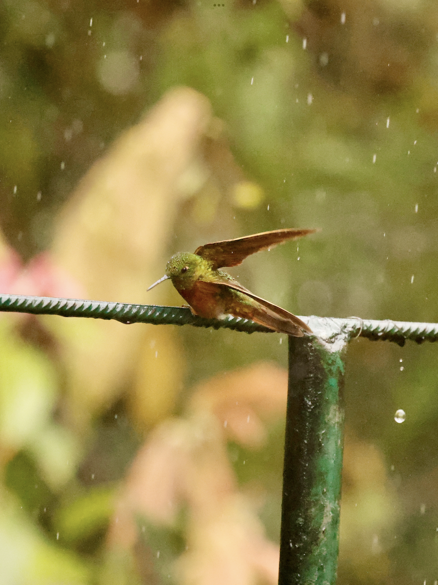 Chestnut-breasted Coronet - ML637747200