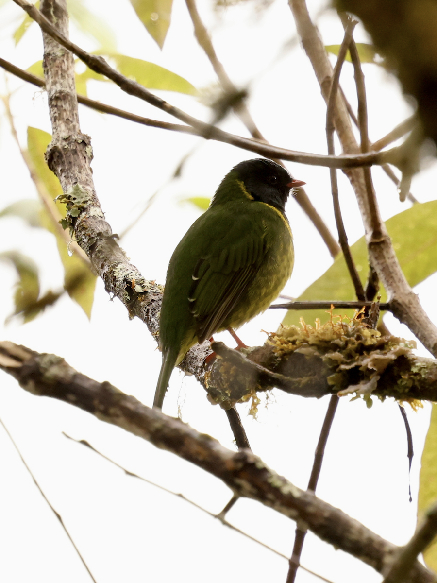 Green-and-black Fruiteater - ML637747278