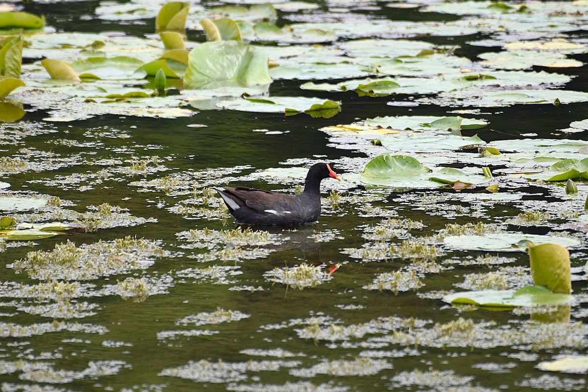 Common Gallinule - ML637747373