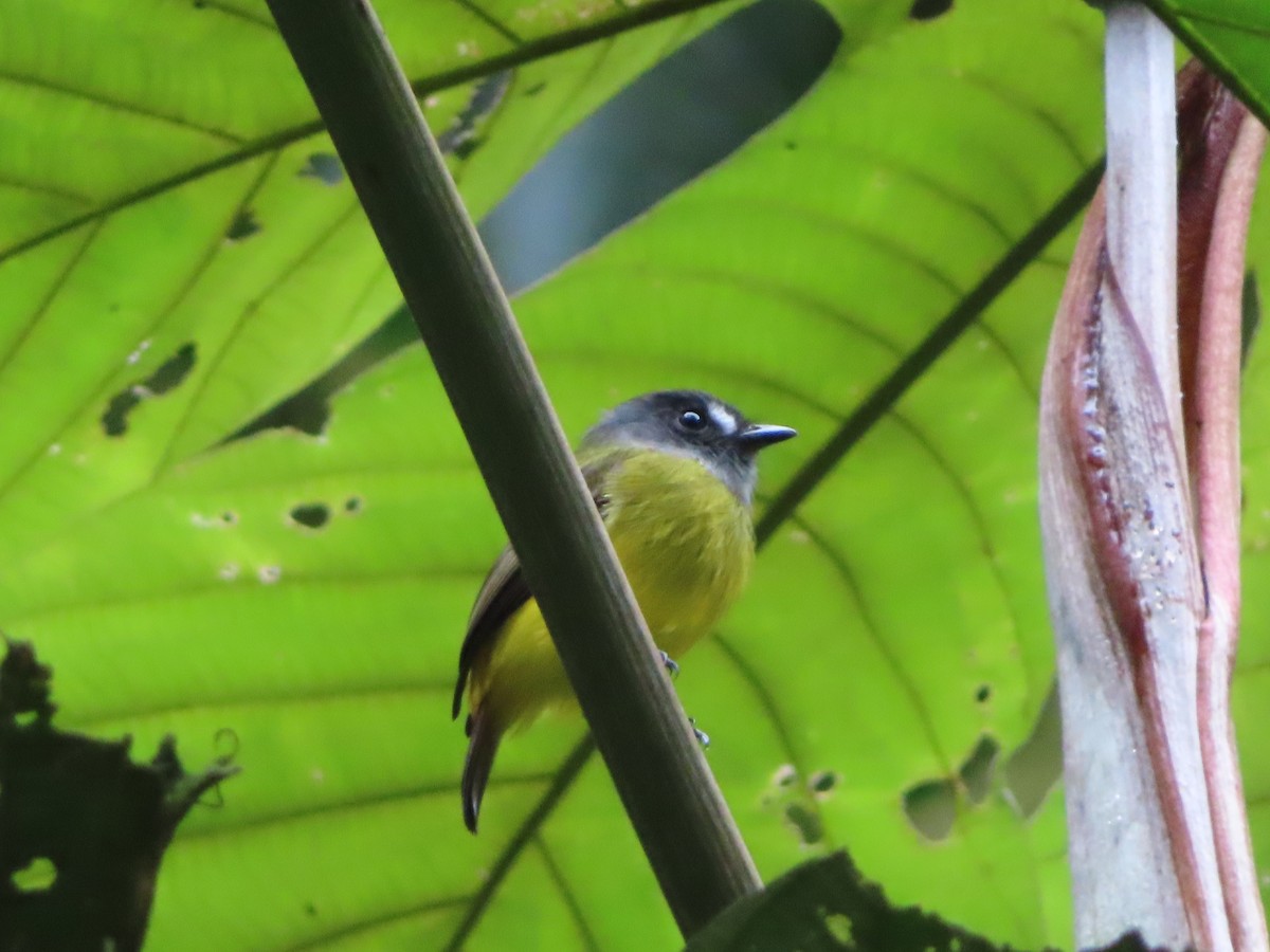 Ornate Flycatcher - ML637747397