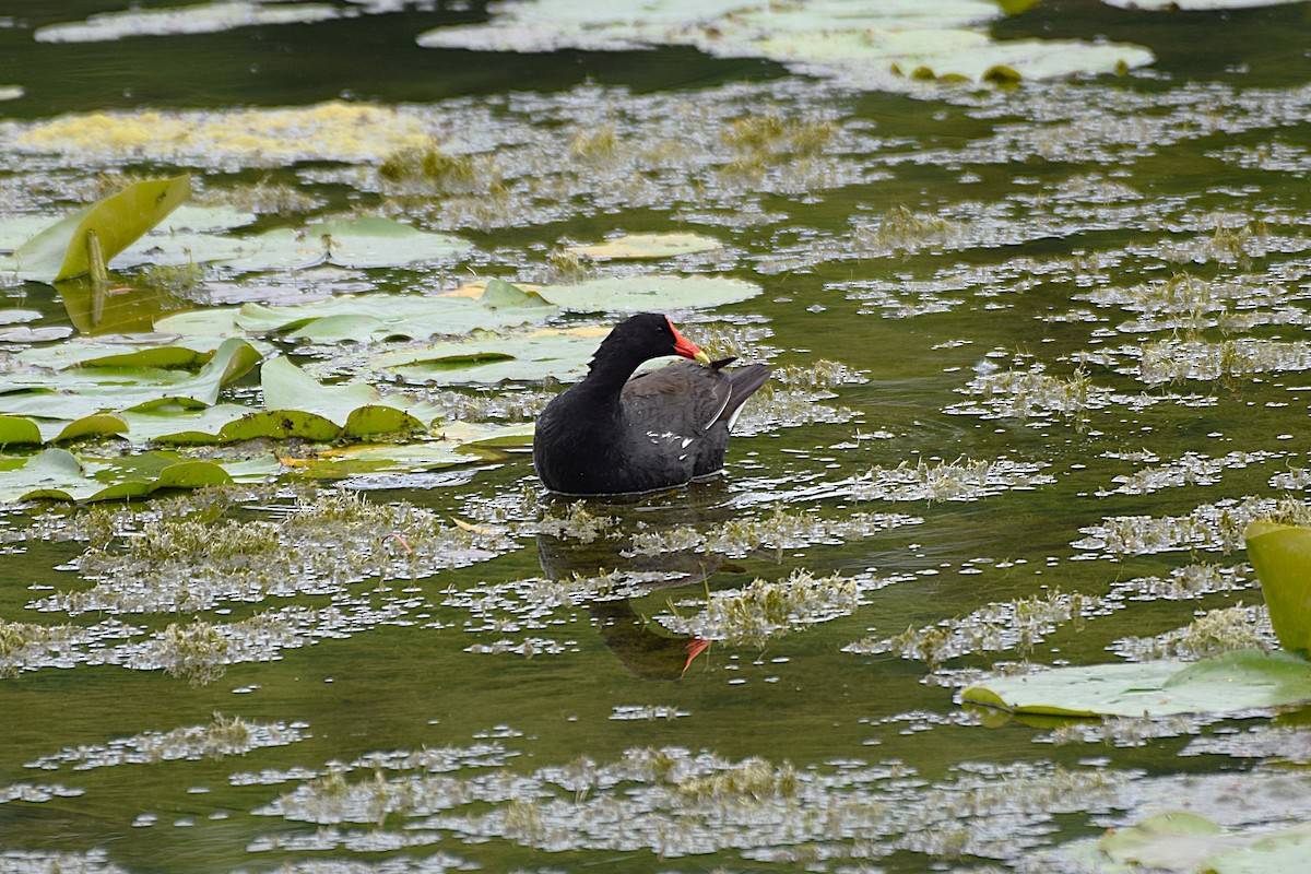 Common Gallinule - ML637747403