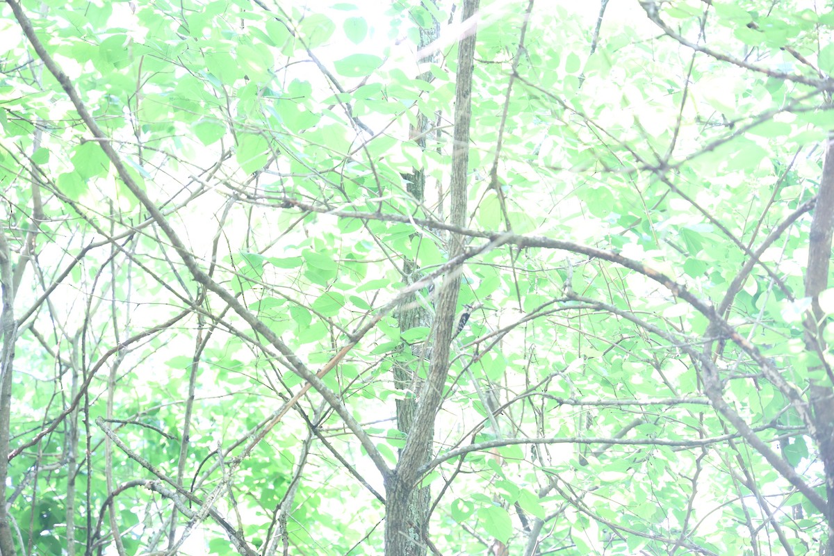 Downy Woodpecker - ML637747407
