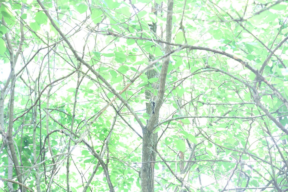 Downy Woodpecker - ML637747408