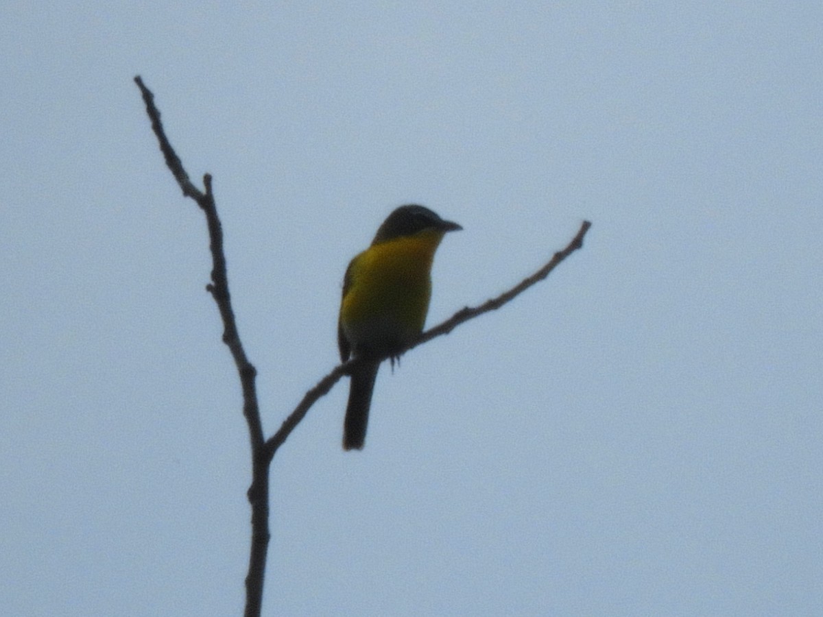 Yellow-breasted Chat - ML637747438